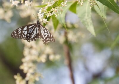 A butterfly rests on a sprig of flowers