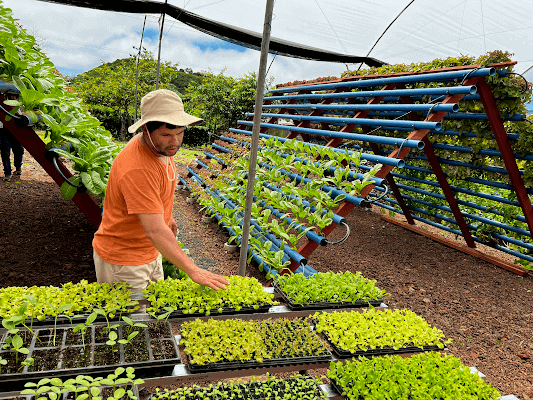 Lettuce in Galapagos